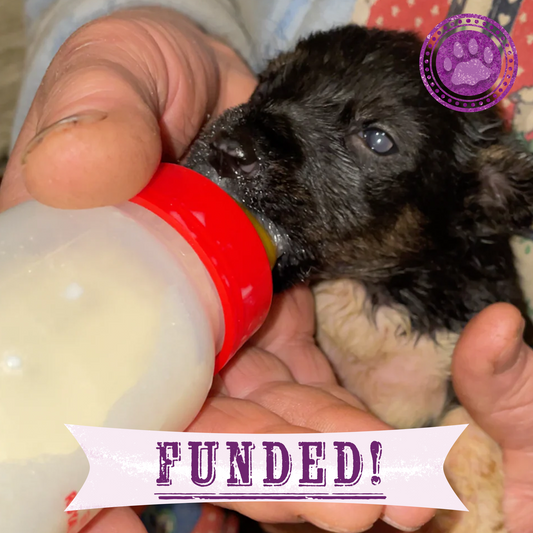 Funded: Save Abandoned Newborn Puppies Fighting for Their Lives in Ukraine