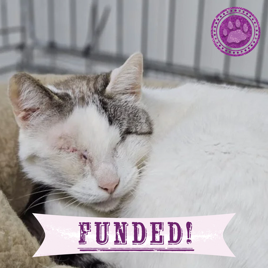 Funded: Abandoned Willow Now Needs Multiple Eye Operations