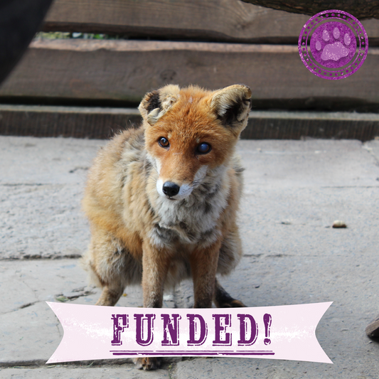 Funded: Yanchik the Fox Needs Nurturing