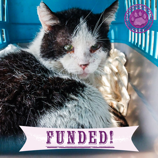 Funded: Save Bono's Leg After Brutal Cat Trap Injury