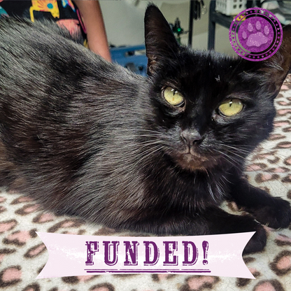 Funded: Help Cat Suffering with Painful Injuries After Being Struck by Car