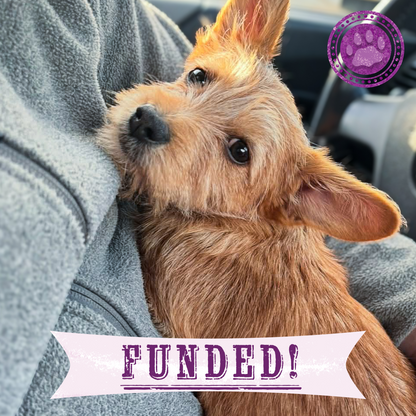 Funded: Parvo-Stricken Litter Needs Support to Recover