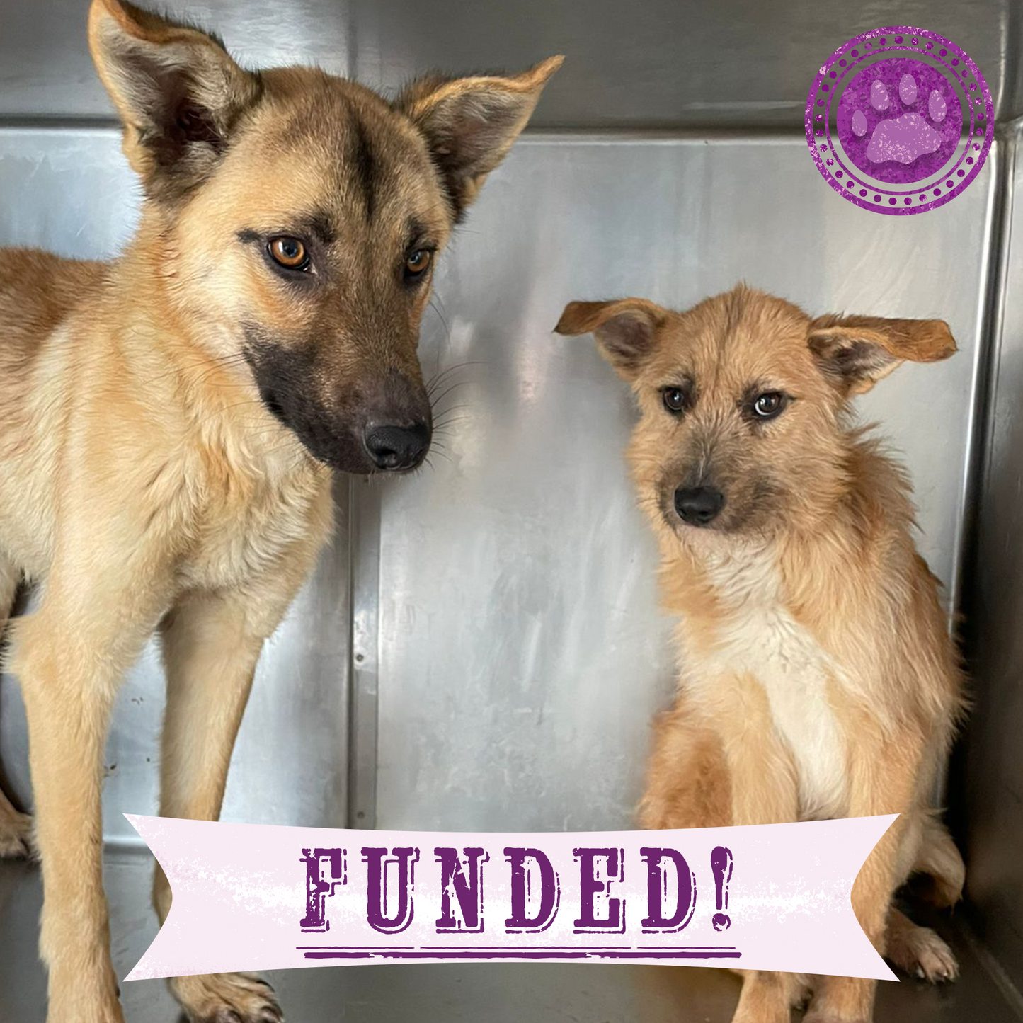 Funded: Starving Ukraine Dogs Freed from Heavy Chains Need Emergency Care
