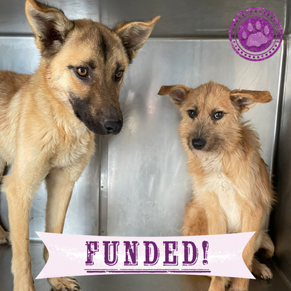 Funded: Starving Ukraine Dogs Freed from Heavy Chains Need Emergency Care
