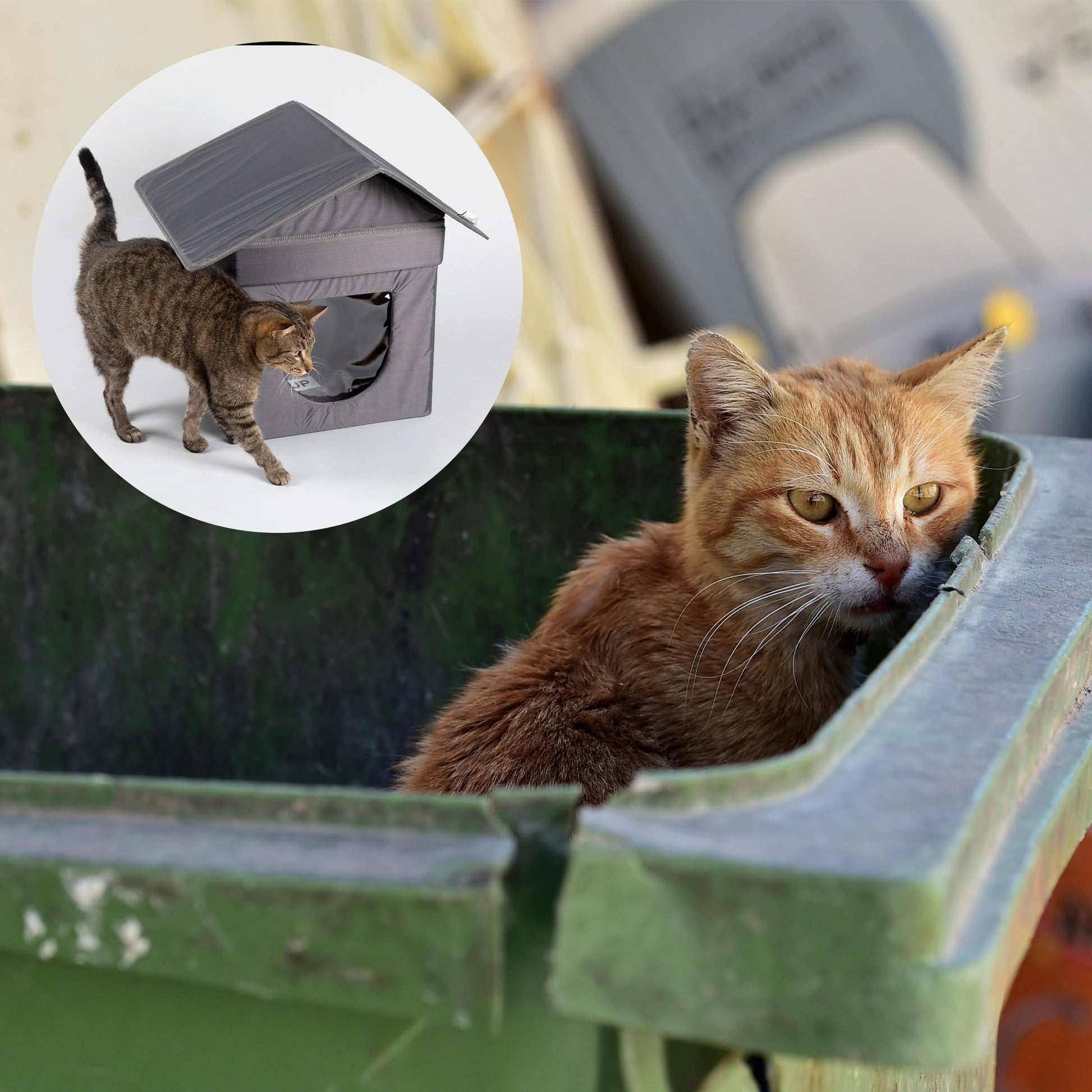 Give Shelter Supplies to Stray Cats Living in Harsh Conditions