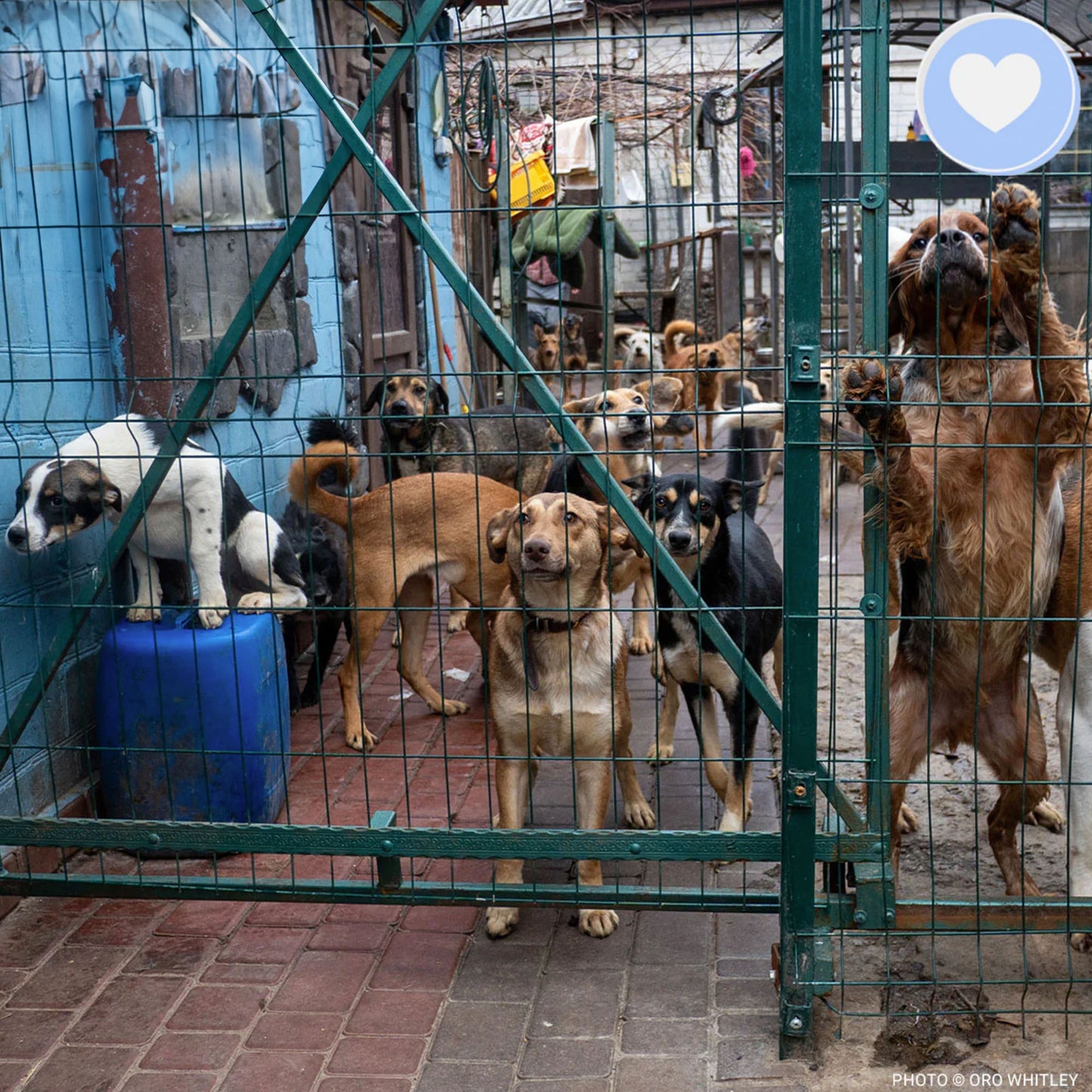 Keep Ukrainian Shelter Pets Warm & Safe