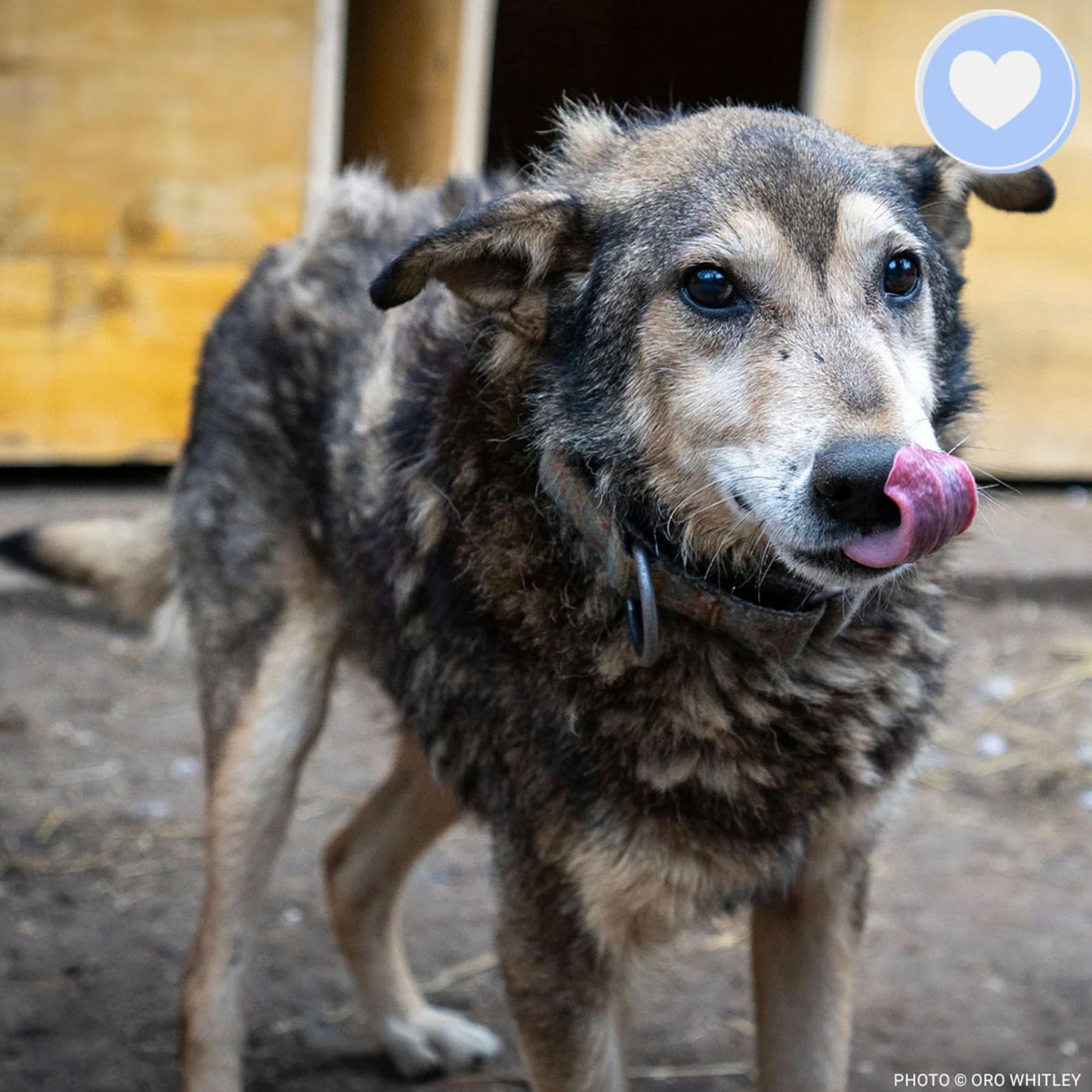 Keep Ukrainian Shelter Pets Warm & Safe