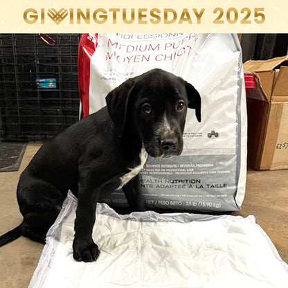 GivingTuesday: Care Package Drive for Shelter Pets