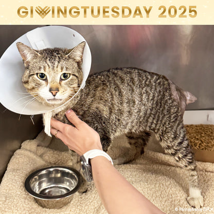 GivingTuesday: Care Package Drive for Shelter Pets