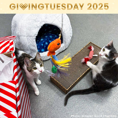 GivingTuesday: Care Package Drive for Shelter Pets