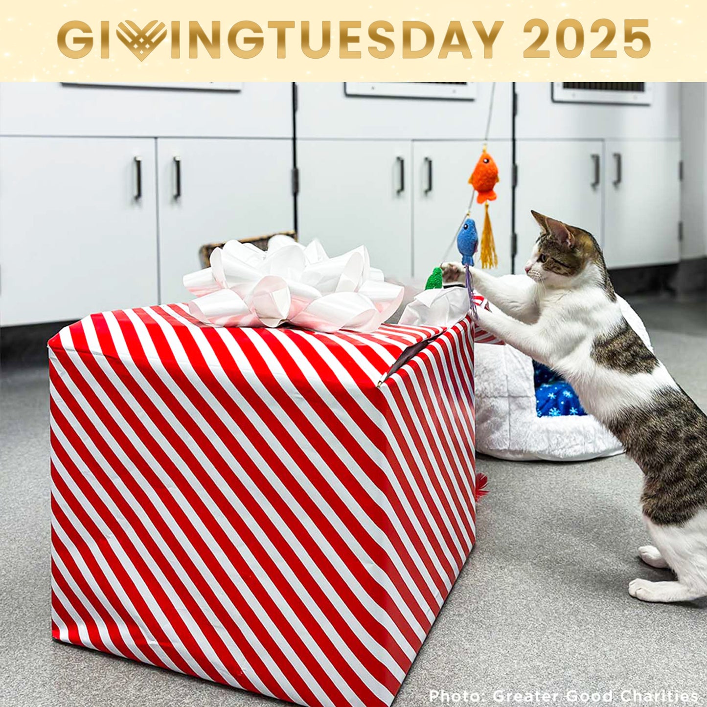 GivingTuesday: Care Package Drive for Shelter Pets