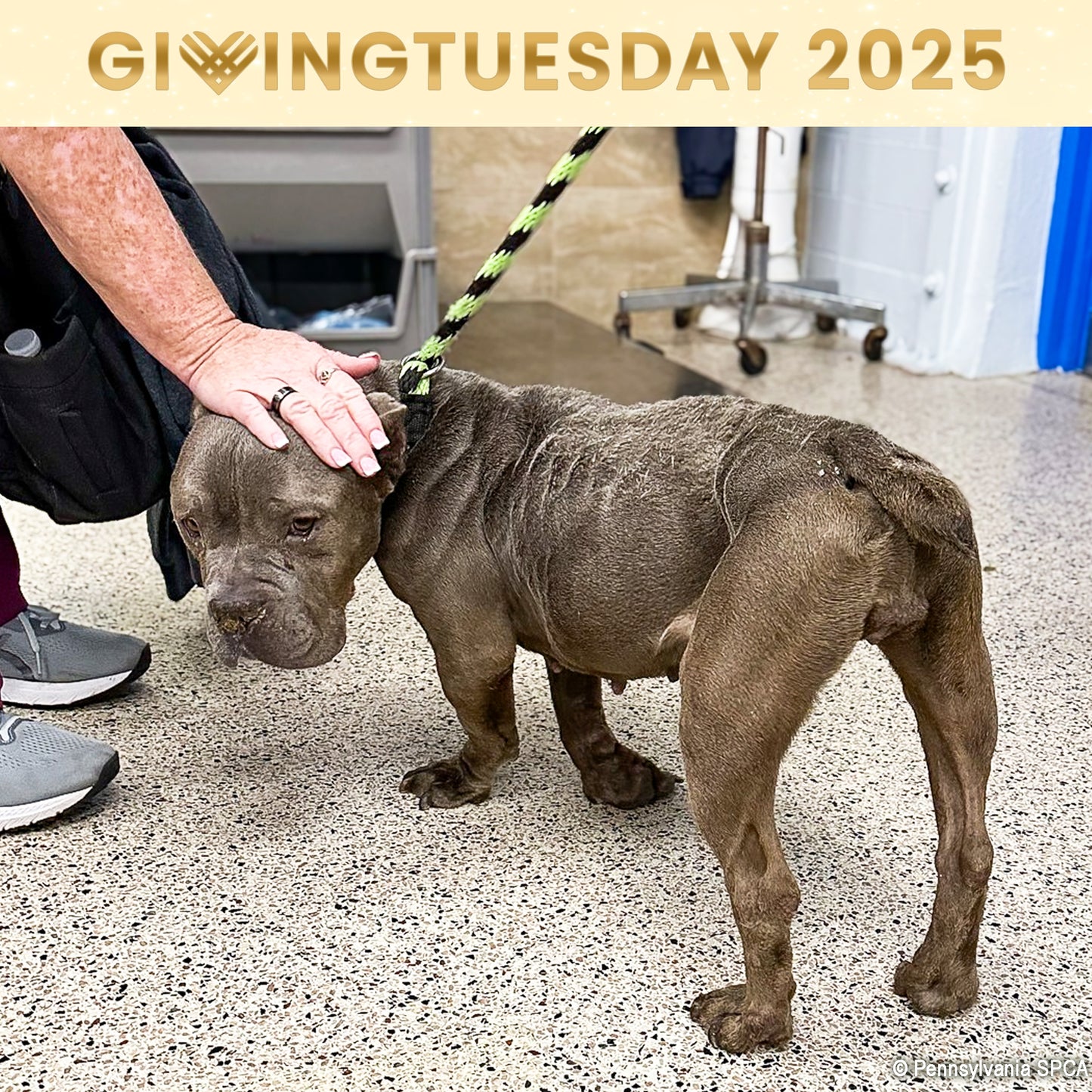 GivingTuesday: Care Package Drive for Shelter Pets