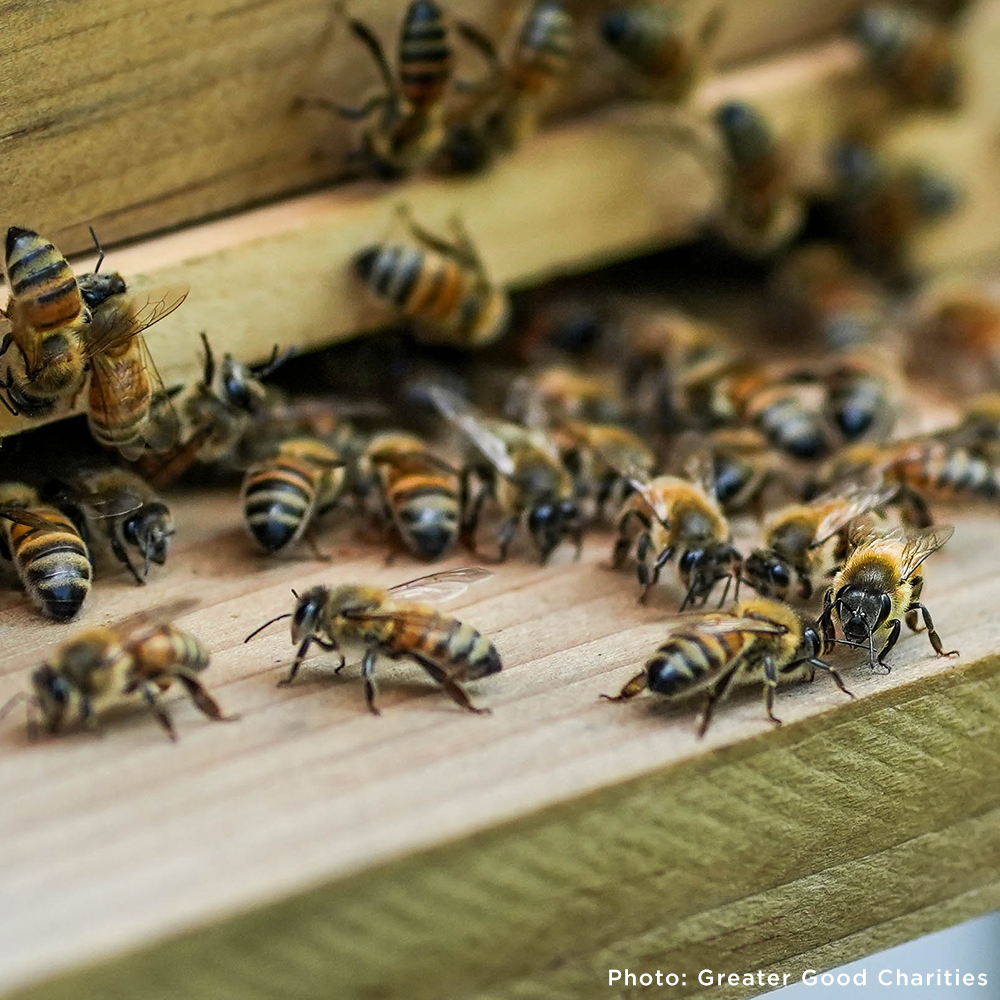 Bees on the Brink: Help Save This Vital Species