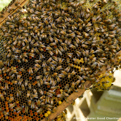 Bees on the Brink: Help Save This Vital Species