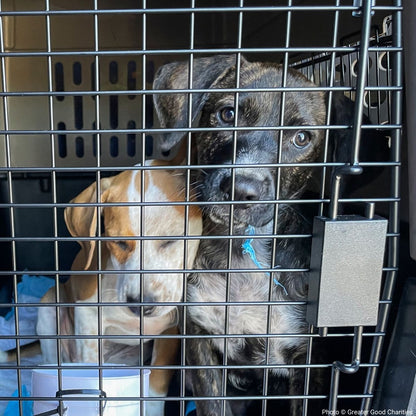 URGENT: Help Evacuate Shelter Pets After Hurricane Francine