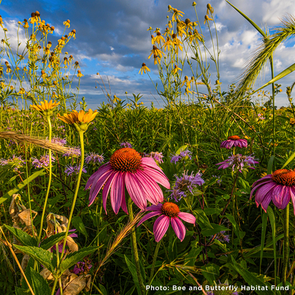 Bees on the Brink: Help Save This Vital Species