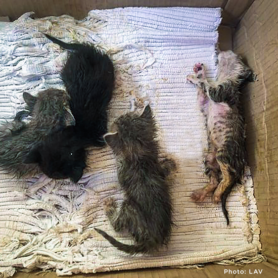 Starving & Injured: Homeless Animals Around the World Need Your Help ...