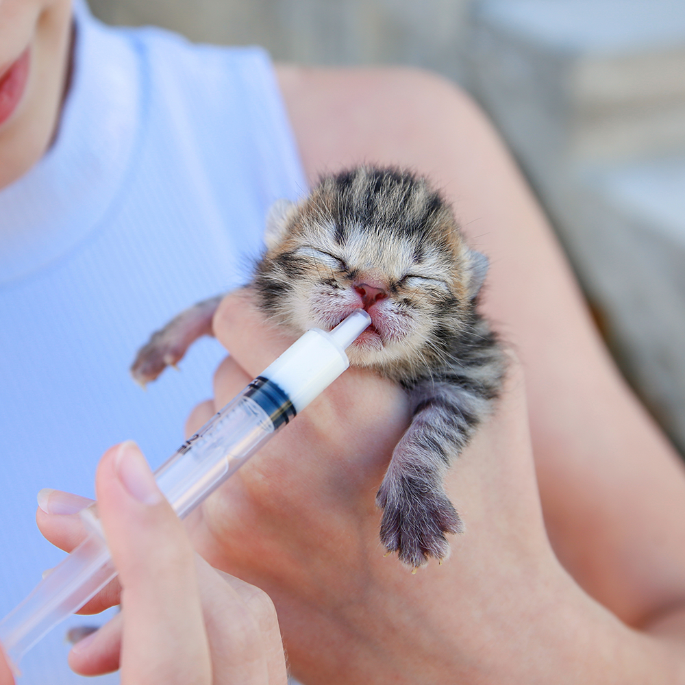 Emergency Care: Life-Saving Formula Kits For Fur Babies