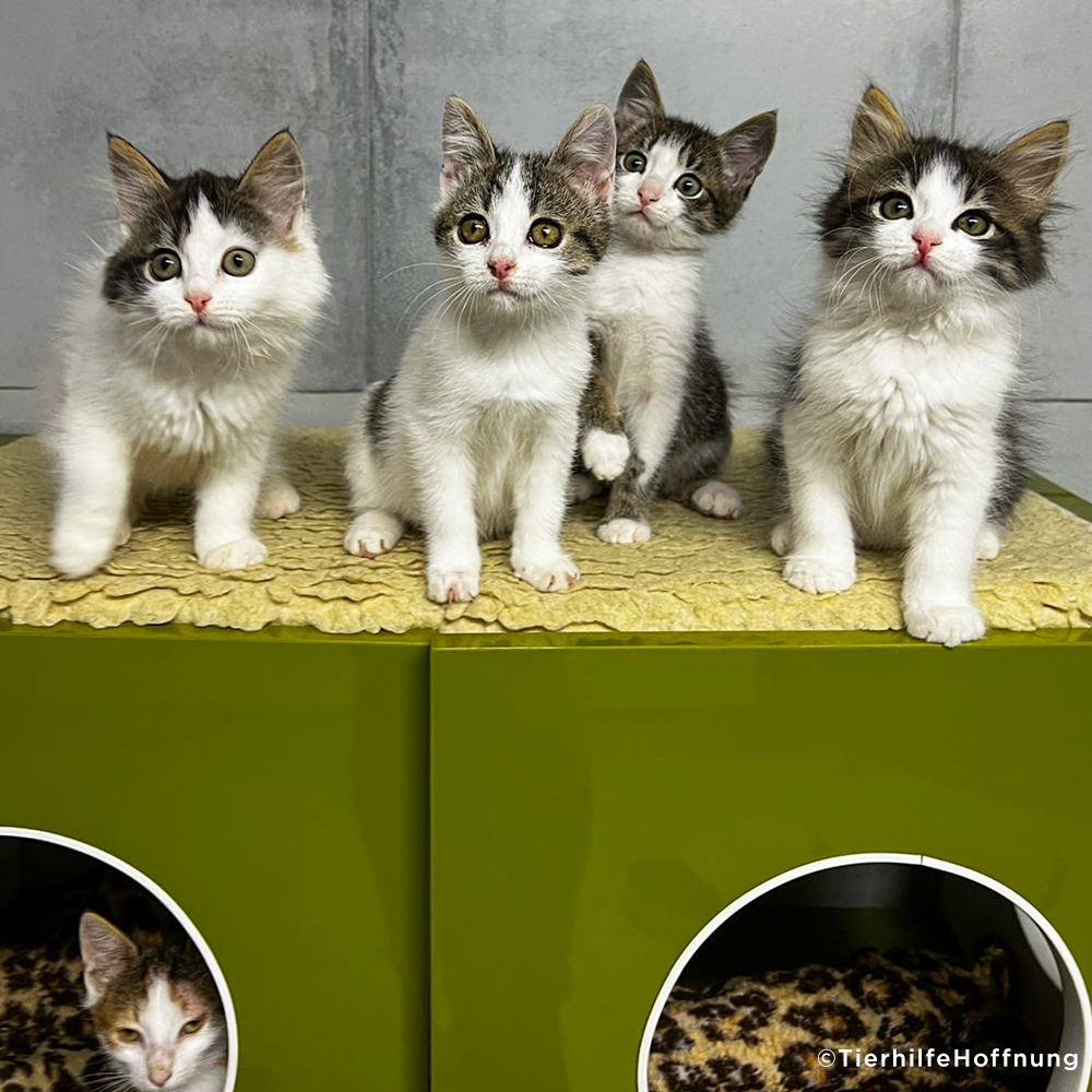 Ooglecat Rescue Care Packages for Shelter Cats | The Animal Rescue Site