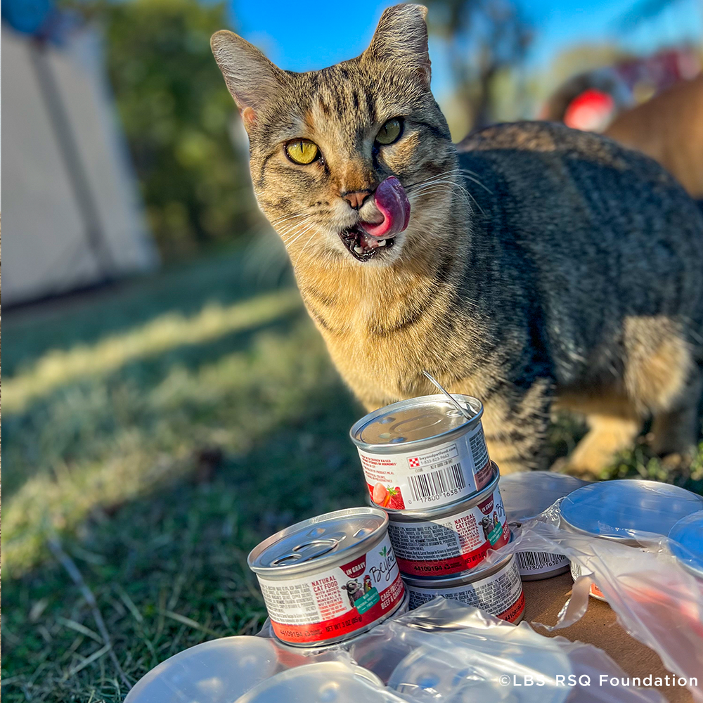 Care Packages for Shelter Cats