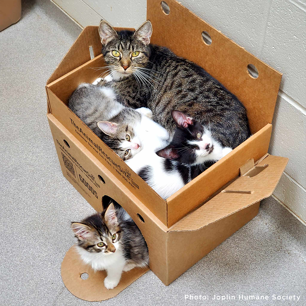 Kittens For Sale Cat Sanctuary Near Me Kittens For Sale Bengal