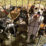 Help Feed Hungry Shelter Animals | The Animal Rescue Site