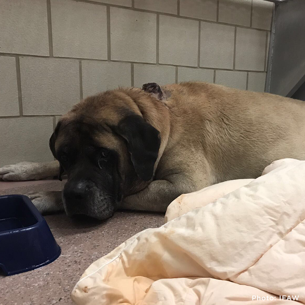 English Mastiff Rescue Giant Breed Rescue Near Me Help Feed Hungry