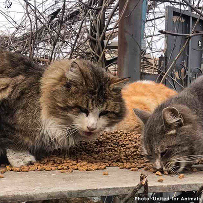 Crisis in Ukraine: Feed Hungry and Abandoned Pets