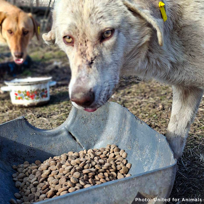 Crisis in Ukraine: Feed Hungry and Abandoned Pets