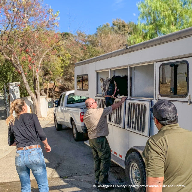 Injured & Displaced Horses Fleeing Raging Wildfires Need Your Help