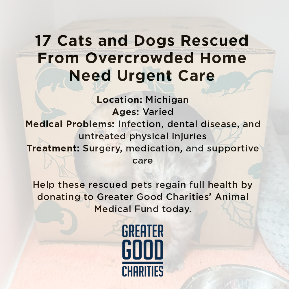 17 Cats and Dogs Rescued from Overcrowded Home Need Urgent Care