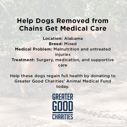 Funded: Help Dogs Removed from Chains Get Medical Care for Untreated Injuries & Illnesses