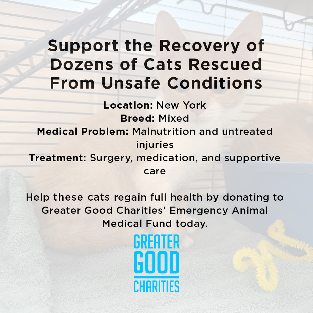 Help Over 50 Sick Cats Rescued from Deplorable Conditions Recover