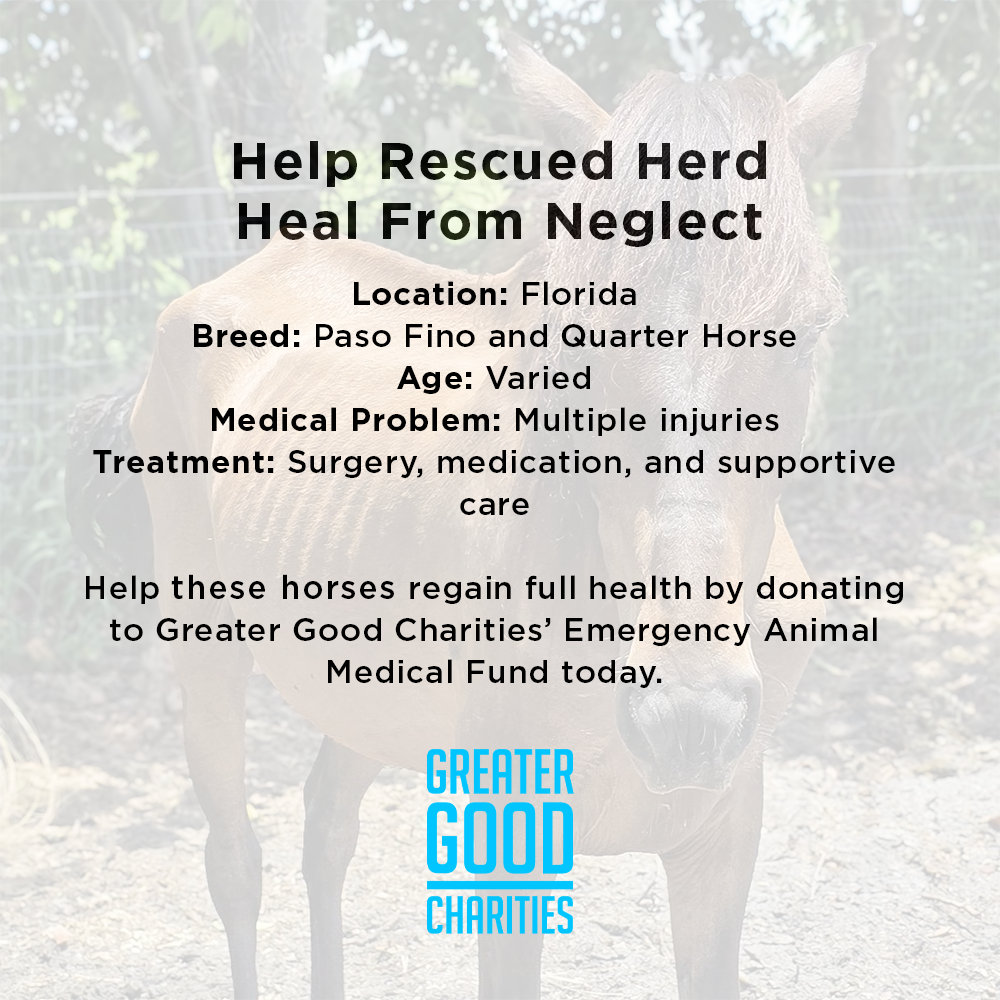 Help Emaciated Horses Heal from Severe Neglect