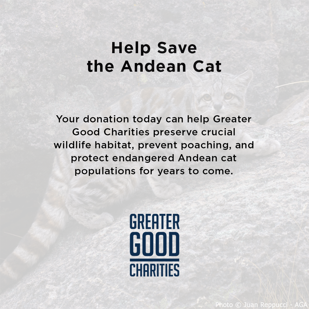Help Save the Andean Cat