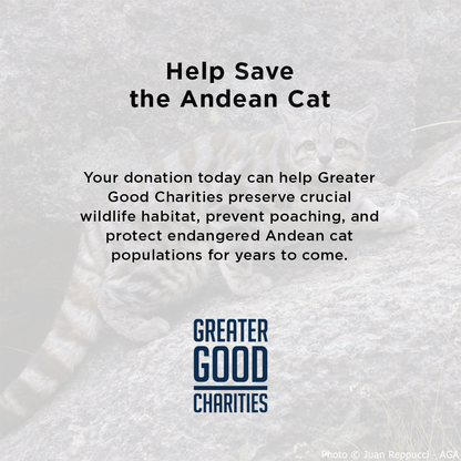 Help Save the Andean Cat