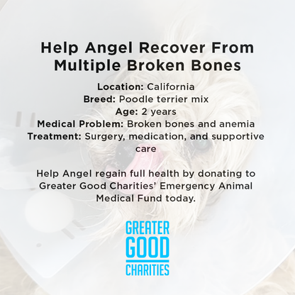 Help Angel Recover from Multiple Broken Bones