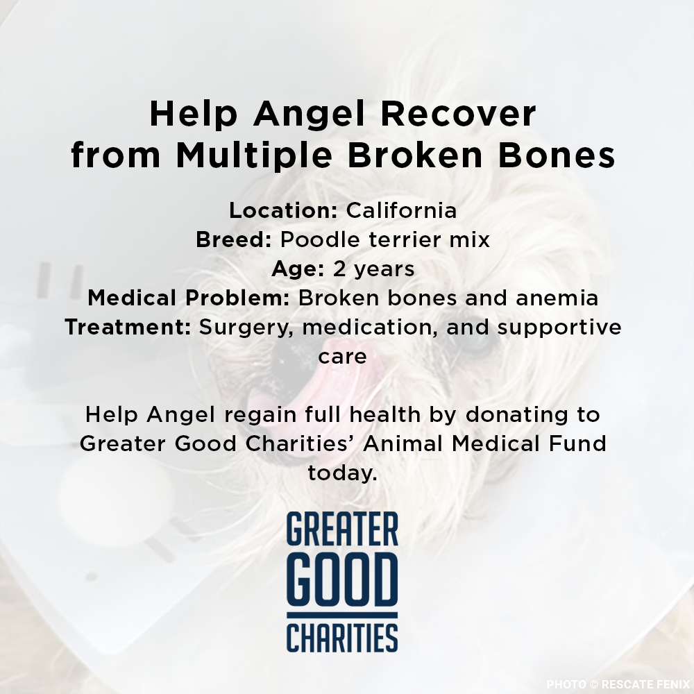 Funded: Help Angel Recover from Multiple Broken Bones