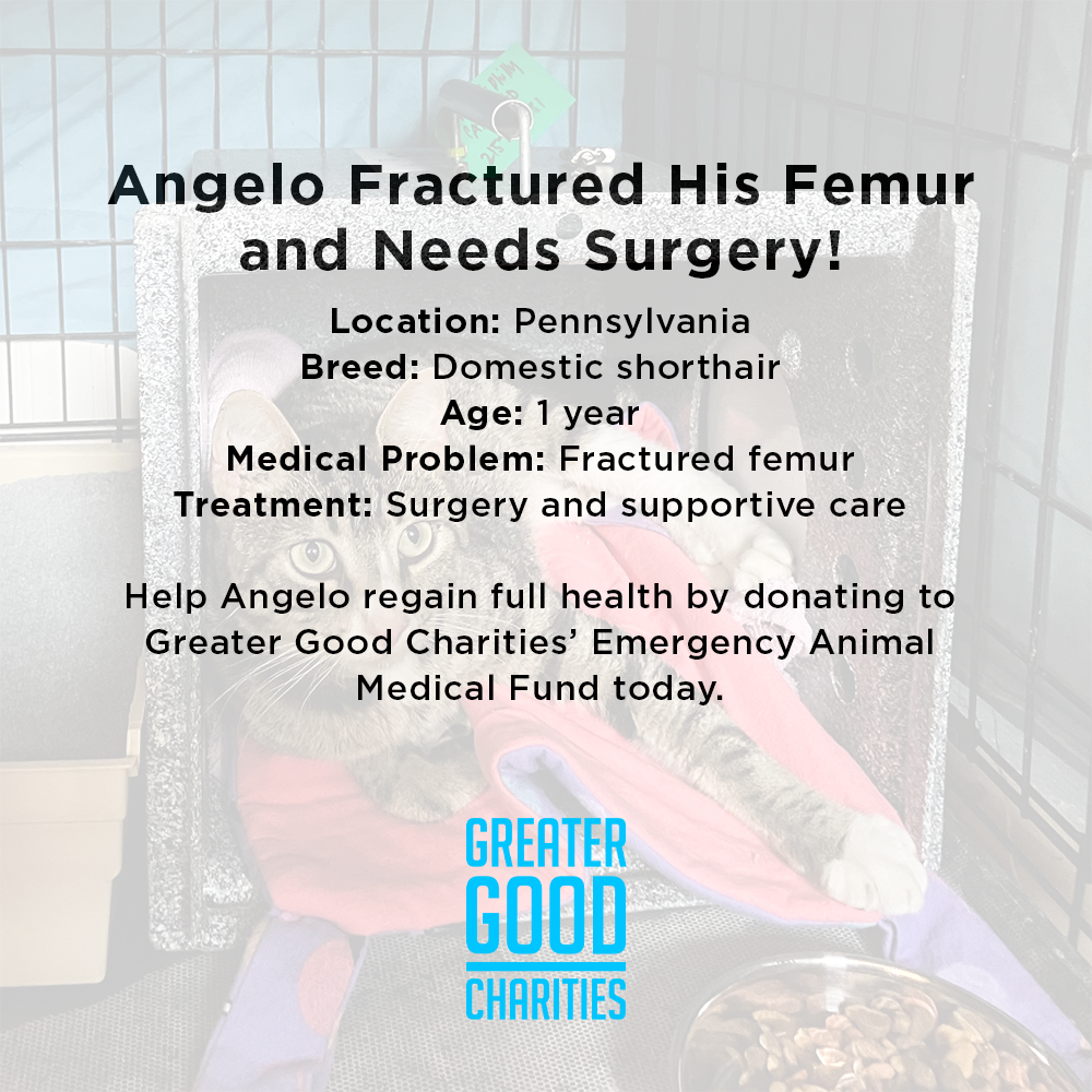 Angelo Fractured His Femur and Needs Surgery