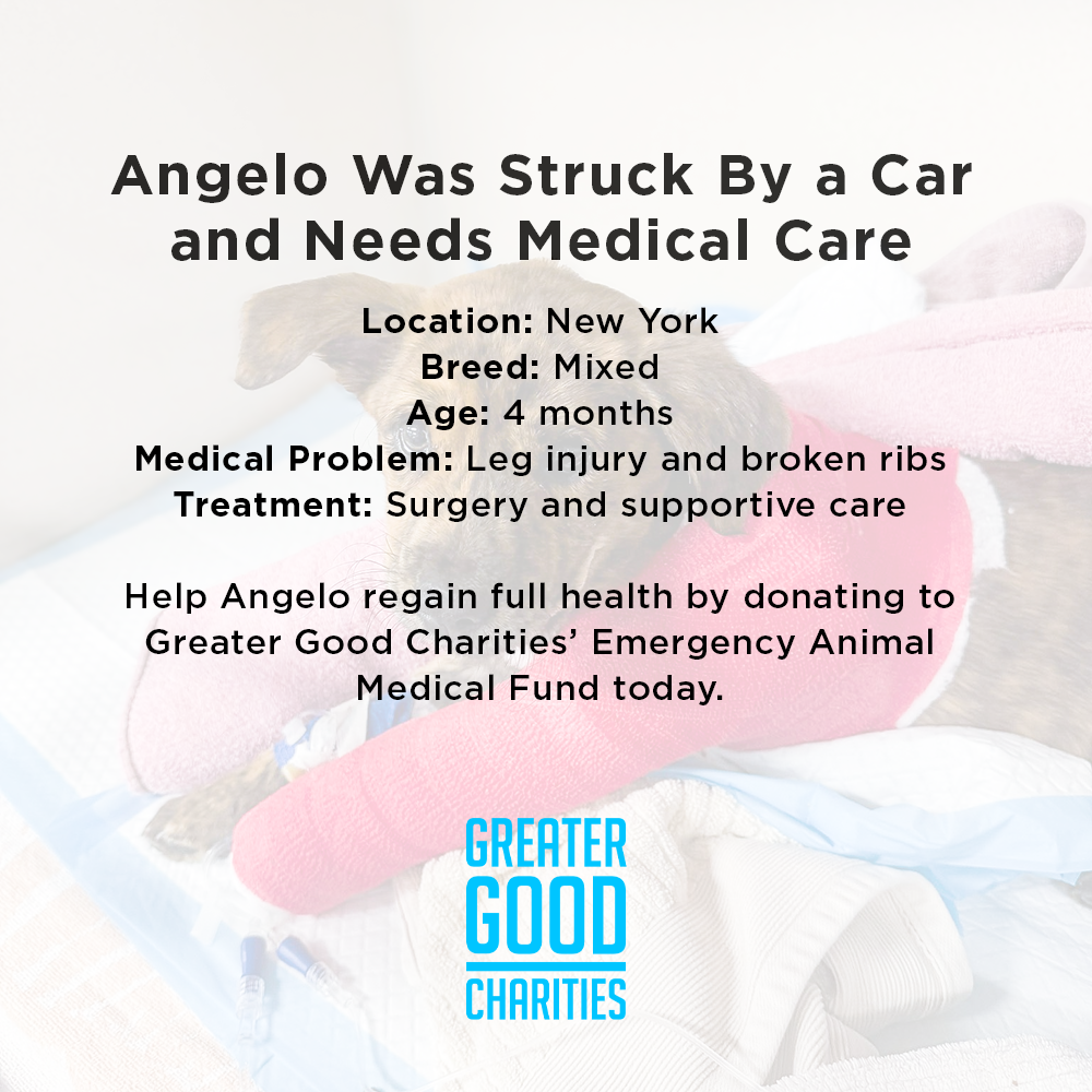 Funded: Help Save Puppy in Critical Condition After Being Struck by Car