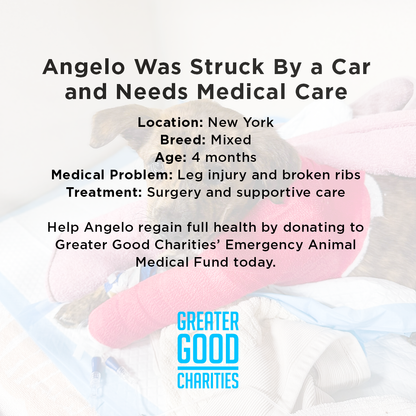 Funded: Help Save Puppy in Critical Condition After Being Struck by Car