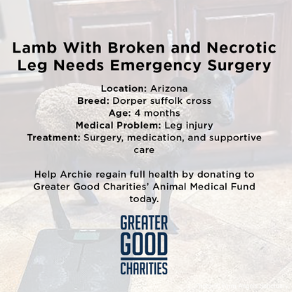 Funded: Lamb With Broken and Necrotic Leg Needs Emergency Surgery