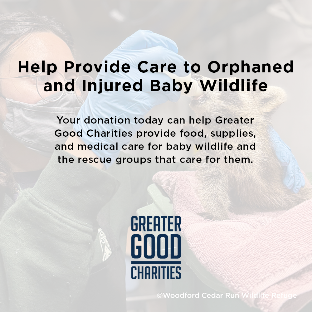 Help Provide Lifesaving Care to Orphaned and Injured Baby Wildlife