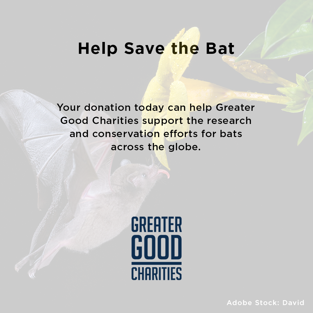 Help Save the Bat