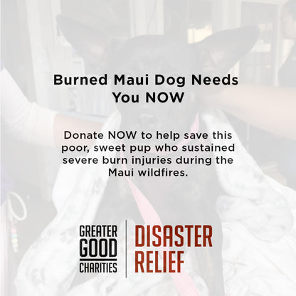 Funded - Help a Pup Saved From the Maui Wildfires