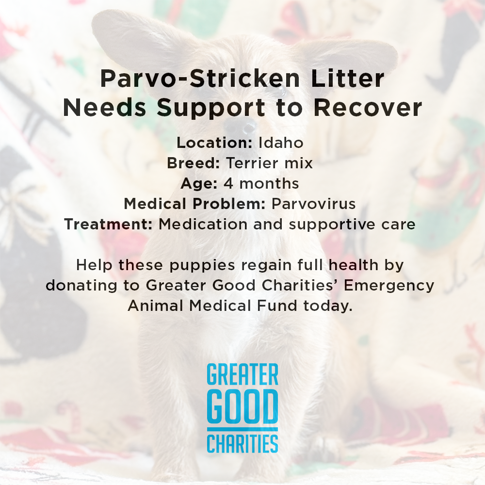 Parvo-Stricken Litter Needs Support to Recover
