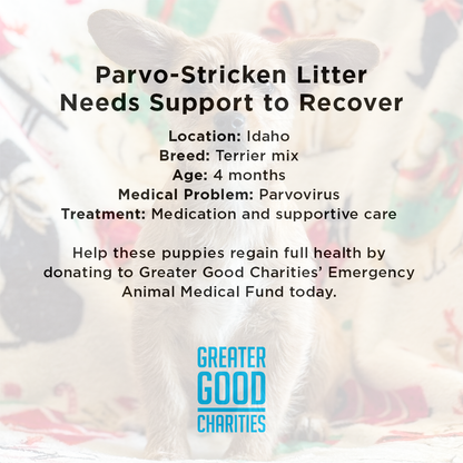 Parvo-Stricken Litter Needs Support to Recover