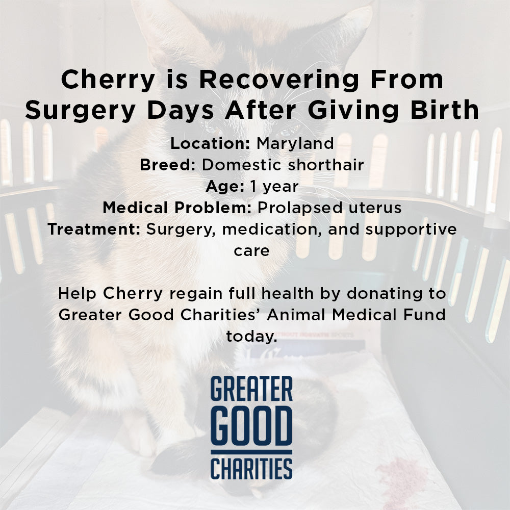 Cherry Was in Severe Pain After Giving Birth - Emergency Surgery Is Her Only Hope