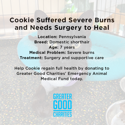Funded: Cookie Suffered Severe Burns and Needs Surgery to Heal