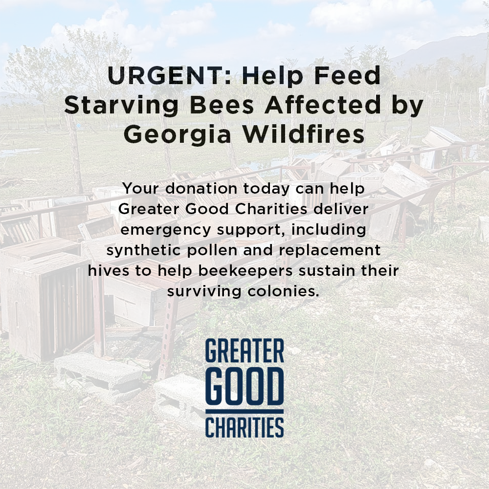 URGENT: Help Feed Starving Bees Affected by Georgia Wildfire